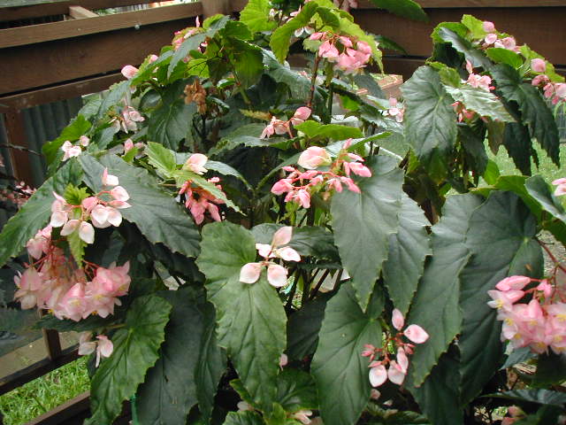 B. ‘Peppermint Promises’